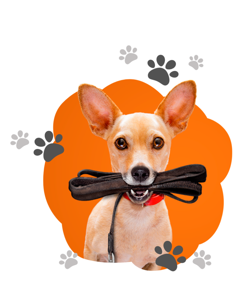 Passeador de cães